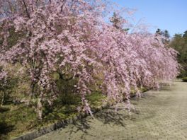 公園で賑やかに桜を堪能できる