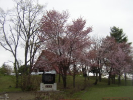 桜と共にキャンプやバーベキュー