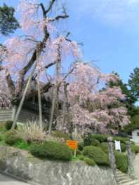 江戸時代初期からあるとされるしだれ桜