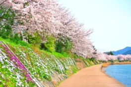 桜を眺めながら川沿いを散策することができる