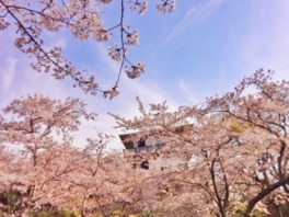 一面に咲くソメイヨシノが美しい