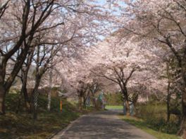 トンネルのように空を覆うほどの桜