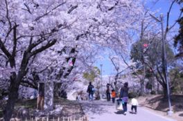 桜並木をのんびり散策することができる