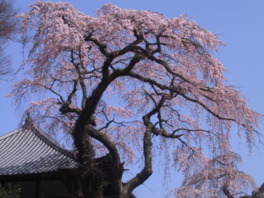 「神戸市民の木」に指定されたしだれ桜が咲き誇る