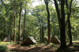 森の中で楽しむ大自然キャンプ