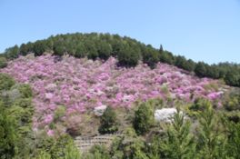 里山のような風景に鮮やかなピンクの花を咲かせる
