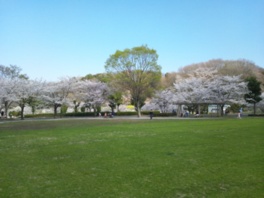 春には芝生広場の桜が咲き、花見客でにぎわいを見せる