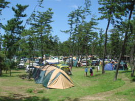松林の中にあるキャンプ場