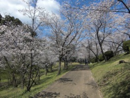 ピクニックはもちろん美しい桜の並木道はウォーキングにも最適