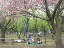桜の木の下に30基あるバーベキューブース