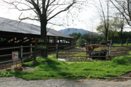自然がいっぱいの酪農教育ファーム認証牧場
