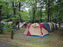 木々の間の涼しい空間でキャンプができる