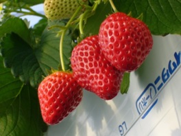 章姫、紅ほっぺなどが食べられる