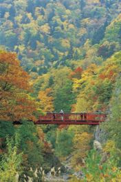 二見吊橋付近に広がる美しい紅葉