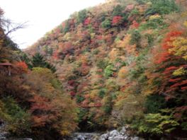 風情ある川のせせらぎと共に紅葉を楽しめる