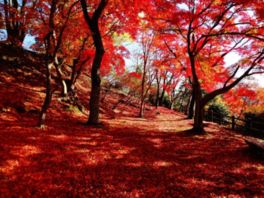 頭上と地面一面が燃えるような赤に包まれる