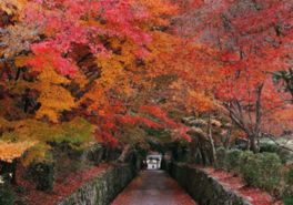 一面の真っ赤な紅葉に癒される