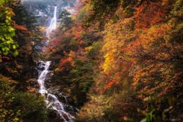 東日本一の名瀑と呼ばれる精進ヶ滝の紅葉