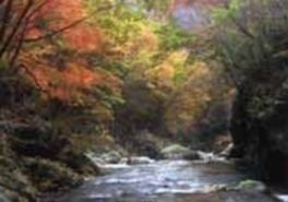 渓流と紅葉の美しさが見るものを魅了する