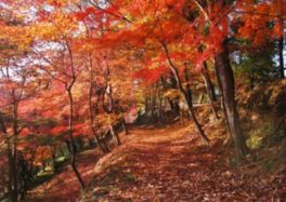 遊歩道の地面を飾る紅葉のじゅうたん