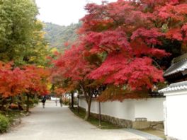 深紅に染まったモミジが景観に色を添える