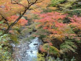 渓谷の上を覆うように色づく紅葉