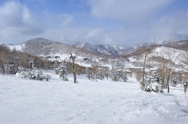 木々の間を抜けるような滑りが楽しめる