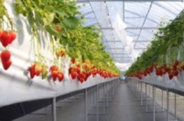 イチゴは有機栽培、減農薬で育てられている