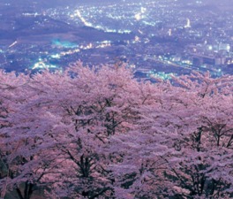 花見シーズンには桜と夜景の美しい共演が楽しめる