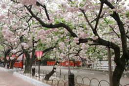 幅いっぱいに咲き誇る桜が見もの