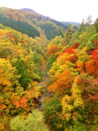 迫ってくるかのように広がる紅葉