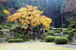 特別名勝　諏訪館跡庭園を彩る紅葉