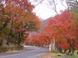 紅葉のトンネルをのんびりドライブ