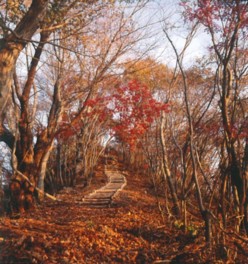 絵画のように美しい遊歩道の紅葉