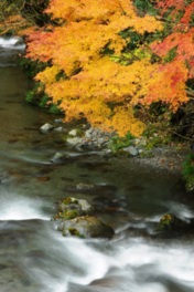 心奪われるほど美しい紅葉と清流