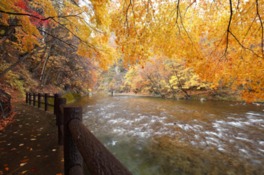 紅葉に彩られた散策路を進む