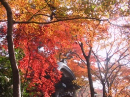 秋には鮮やかな紅葉を楽しめる