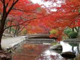 川面に映る紅葉も美しい