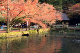 水面に映える醒井養鱒場の紅葉