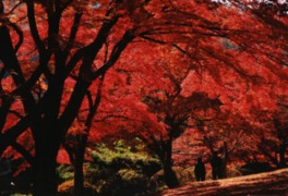 園内のどこからでも、赤く染まる紅葉を見ることができる