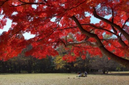 ファミリーパーク内の紅葉