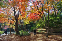 記念庭園のイロハモミジの紅葉