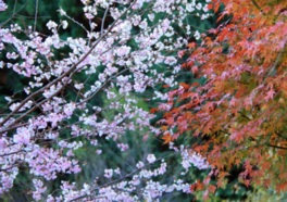 園内を彩る紅葉と冬桜のコラボレーション