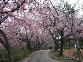 春だけの桜のトンネルを潜り抜けよう