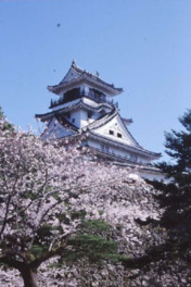 高知城をバッグに満開の桜を眺めることができる
