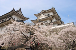 伊賀上野城の周辺に咲くソメイヨシノ