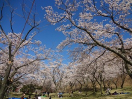 長い期間さまざまな種類の桜が観賞できる