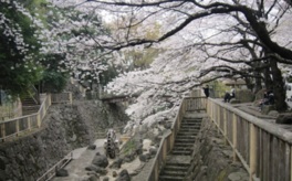 趣のある「舟串橋」と桜
