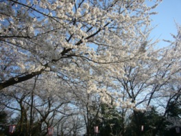 数多くの桜が園内を彩る