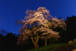 3月下旬～4月上旬に見頃を迎える桜